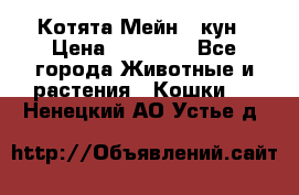 Котята Мейн - кун › Цена ­ 19 000 - Все города Животные и растения » Кошки   . Ненецкий АО,Устье д.